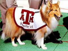 Texas A&M honors mascot with scoreboard